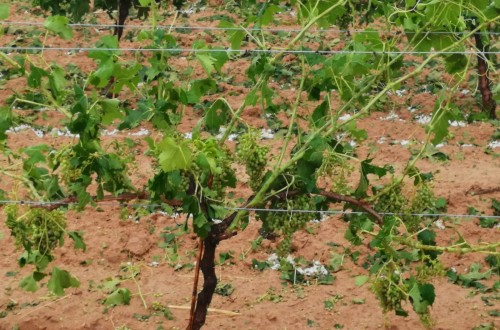 Cuantiosos daños por una tormenta de pedrisco en la Comunidad Valenciana