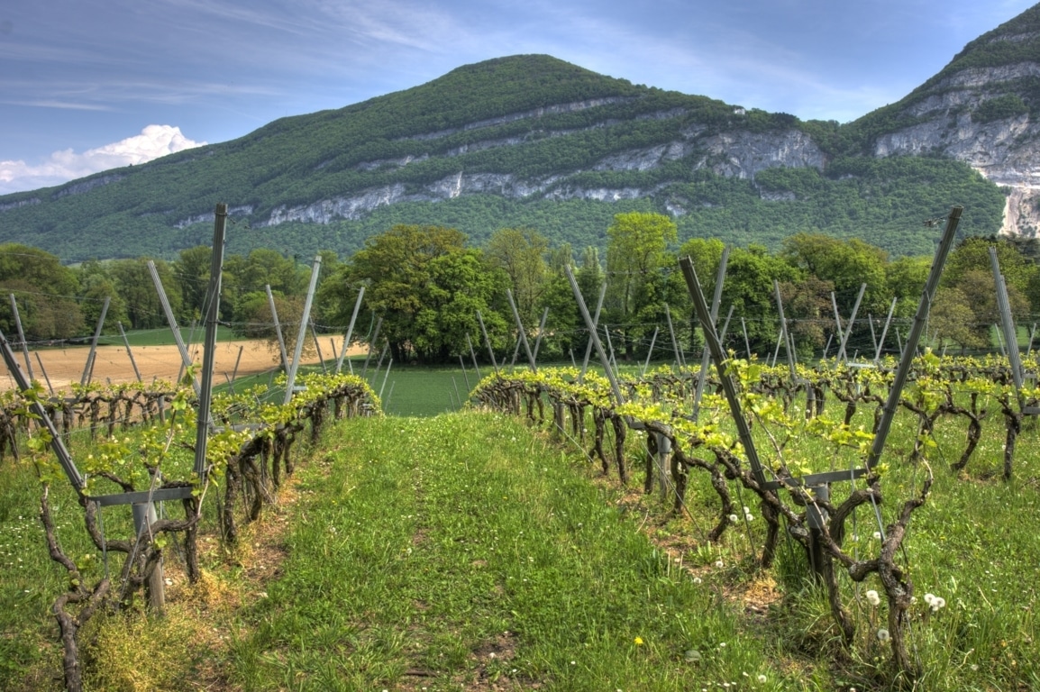 El MAPA autoriza la plantación de 4.747,5 ha de nuevo viñedo en 2019, un 73,5% de lo solicitado admisible