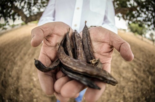 Apuesta por la profesionalización y la unidad del sector de la algarroba valenciano