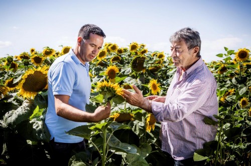 Basf firma un acuerdo con Euralis Semillas para entrar en el mercado de semillas de girasol