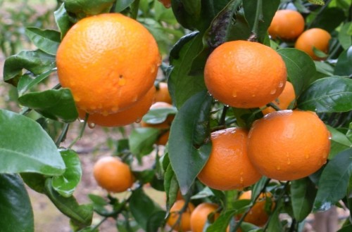 La mandarina Orri consolida sus ventas en esta campaña con cerca de 52,1 millones de kilos