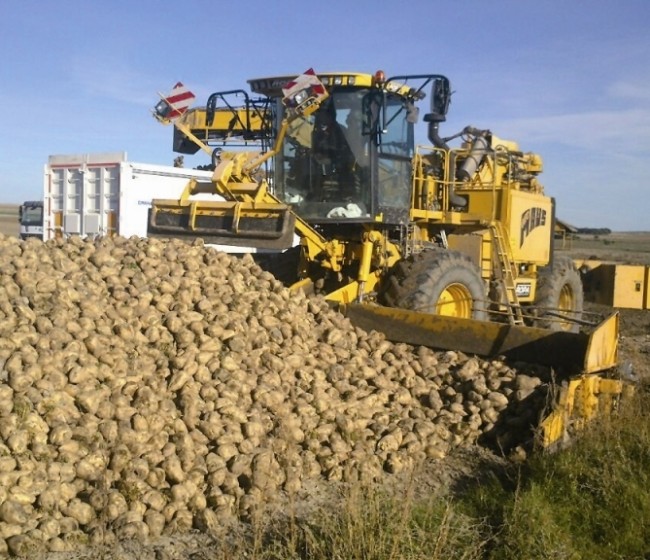 ACOR cierra la campaña remolachera con más de un millón de toneladas, pero con menores rendimientos