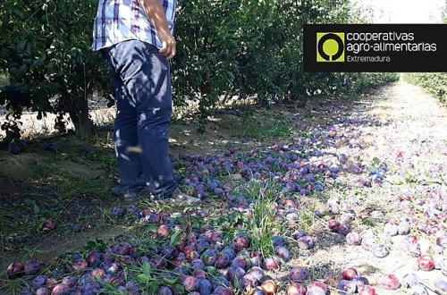 Cooperativas Extremadura y AFRUEX piden medidas urgentes por la grave situación de los fruticultores