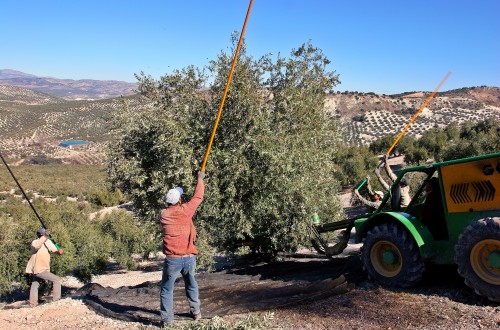 A partir del próximo 1 de septiembre se podrán contratar los seguros del olivar y frutos secos