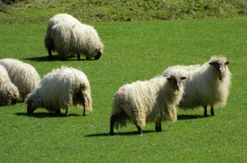 SheepNet identifica los retos para mejorar la productividad del ganado ovino