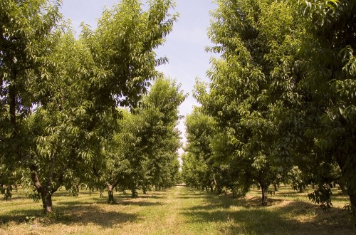 COAG: fruta de hueso más barata al consumidor y ruinosa para el agricultor