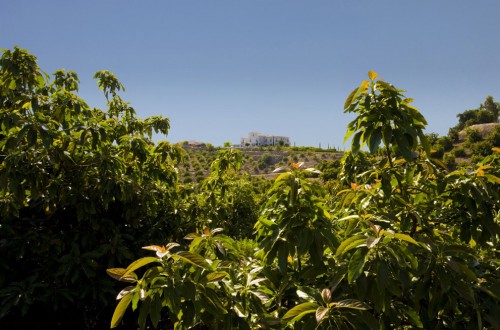 Andalucía registra un nuevo récord de exportaciones de frutas subtropicales