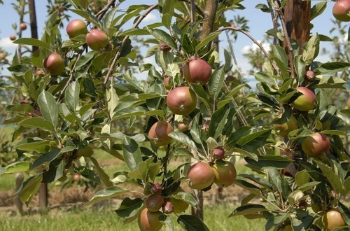 La cosecha europea de manzana y pera disminuirá un 20% y un 14% respectivamente en 2019/20