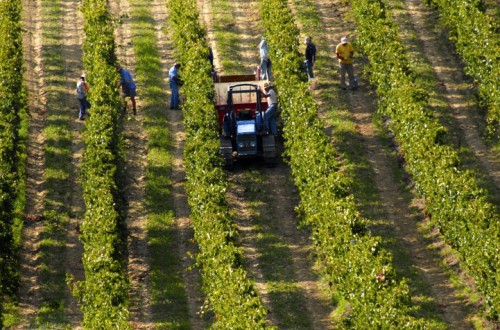 Pocas uvas y de calidad, pero incomprensibles bajos precios. Por Jaime Lamo de Espinosa