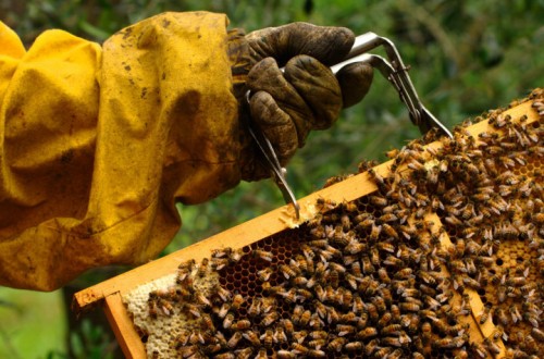 La Comisión Europea registra la iniciativa ciudadana «Salvemos a las abejas y a los agricultores»