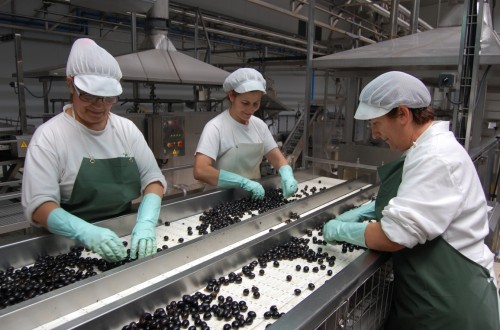 España pierde ya la mitad del mercado de exportación de aceitunas negras en Estados Unidos