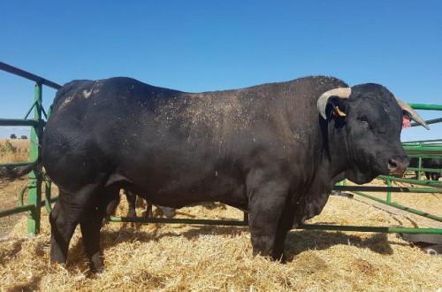 Ávila acoge la 43º Feria de la Raza Avileña-Negra Ibérica