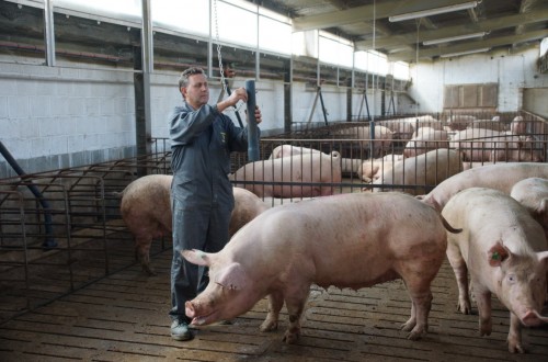 Los ganaderos, los más interesados en el bienestar de nuestros animales