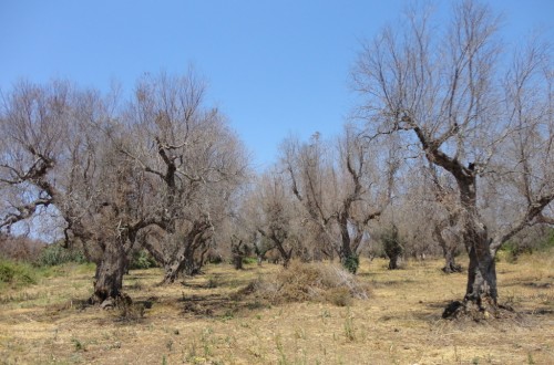 Italia incumplió sus obligaciones para detener la Xylella fastidiosa, según el Tribunal de Justicia de la UE