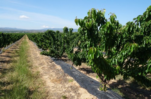 Retraso de seis meses en la resolución de subvenciones a 246 proyectos de GOs de agroinnovación