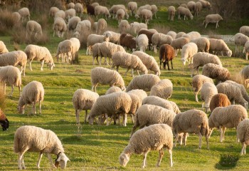 Asaja Toledo pide que Castilla-La Mancha aumente la subvención al seguro ganadero de retirada de cadáveres