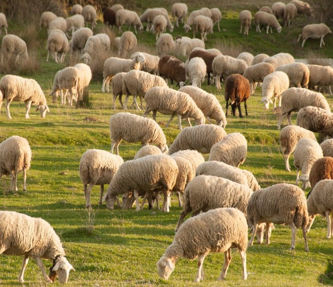 Asaja Toledo pide que Castilla-La Mancha aumente la subvención al seguro ganadero de retirada de cadáveres