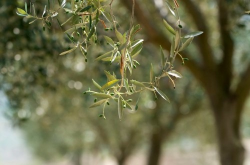 Francia detecta sus primeros olivos con Xylella en la Costa Azul