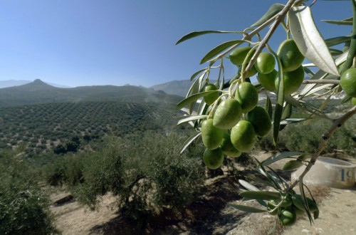 España copará cerca de un 40% de la producción mundial de aceite de oliva 2019/20 con Túnez de récord