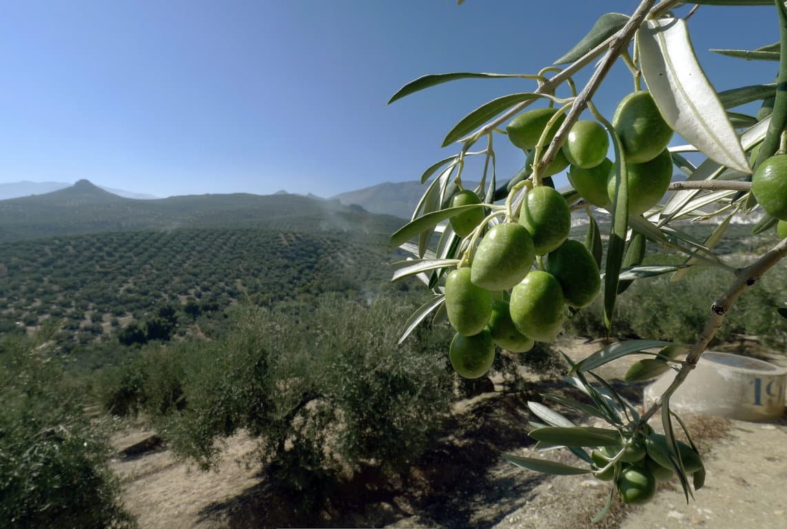 España copará cerca de un 40% de la producción mundial de aceite de oliva 2019/20 con Túnez de récord