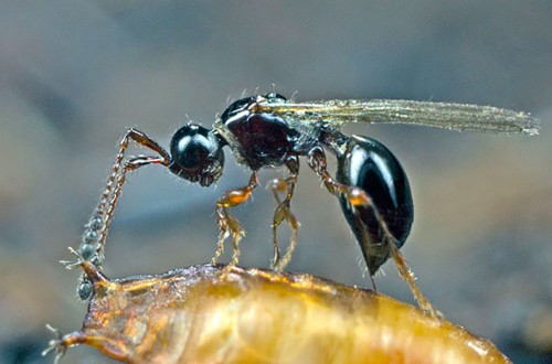 Sueltas de Trichopria drosphilae contra Drosophila suzukii