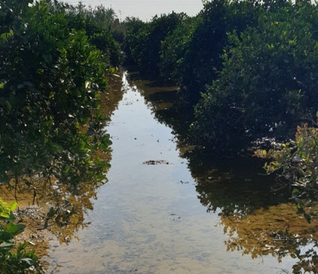 Los daños ocasionados por la dana en el sector agrícola de El Ejido ascienden hasta el momento a 158 millones