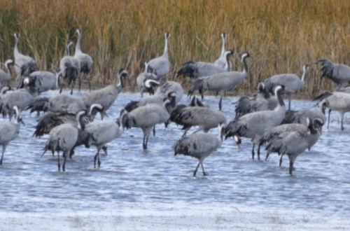 Más de 35.000 grullas vuelven para invernar este año en la Laguna de  Gallocanta