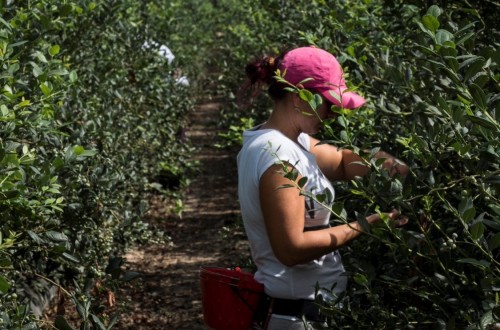 El CESE pide una PAC que contribuya eficazmente a la renovación generacional en el campo y el medio rural