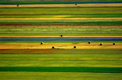 Sigfito prepara una exposición virtual de la contribución de la agricultura a favor del medio ambiente durante la COP25