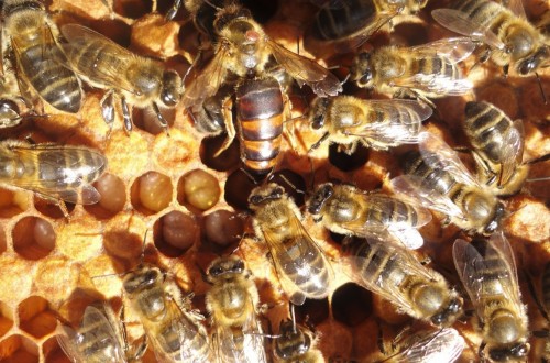 La Eurocámara pide reducir el uso de pesticidas para salvar a las abejas y otros polinizadores