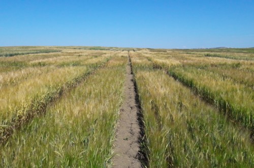 Evaluación de nuevas variedades comerciales de cebada y trigo de primavera, trigo duro y avena en España