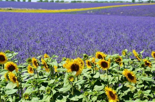 Investigación e innovación científica para dar un paso más hacia plantas fijadoras de nitrógeno