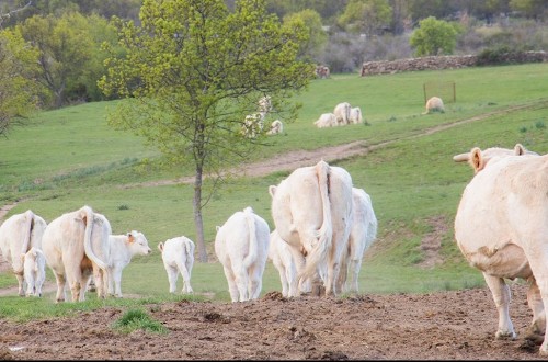 La Comunidad de Madrid convoca por primera vez la Mesa del Lobo