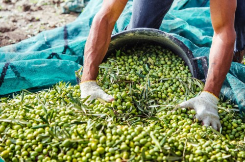 Proyecto andaluz Atresbio: obtención de bioproductos procedentes de residuos del olivar, la horticultura y la biomasa algal