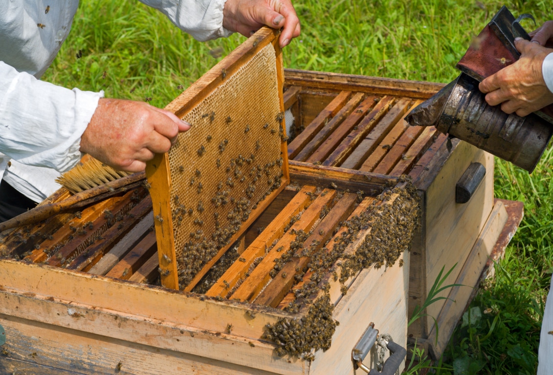 El colectivo apícola se manifestará el viernes 31-E por el etiquetado de la miel y otros problemas del sector