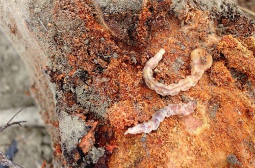 Troyan, la solución biológica de Koppert contra el gusano cabezudo del almendro