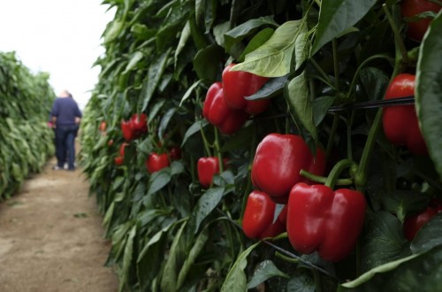 Hokkaido y Saitama, las nuevas variedades de pimiento para ciclo tardío de Syngenta