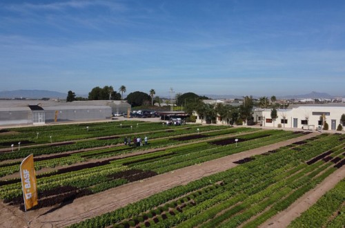 Nuevas variedades Nunhems de lechuga y espinaca