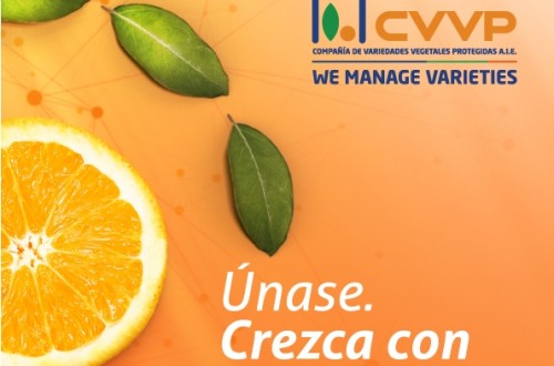 «Únase. Crezca con nosotros», la nueva campaña de CVVP