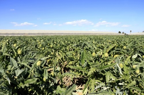 ICL recomienda fertilizantes de liberación controlada para el abonado de la alcachofa