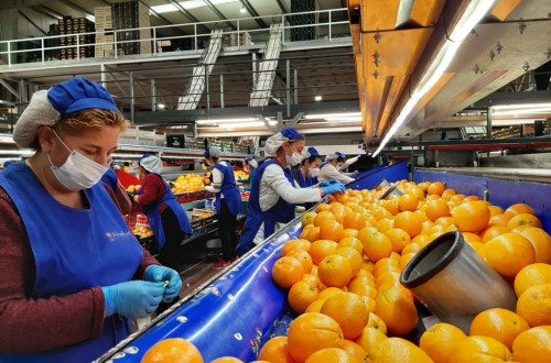 La campaña de la naranja se encuentra en torno al 70% en la Vega del Guadalquivir