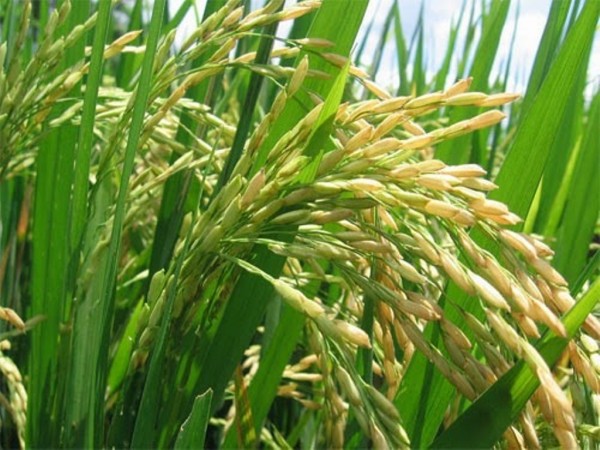 Certis Europe y Kumiai desarrollan un nuevo herbicida para cereal y arroz