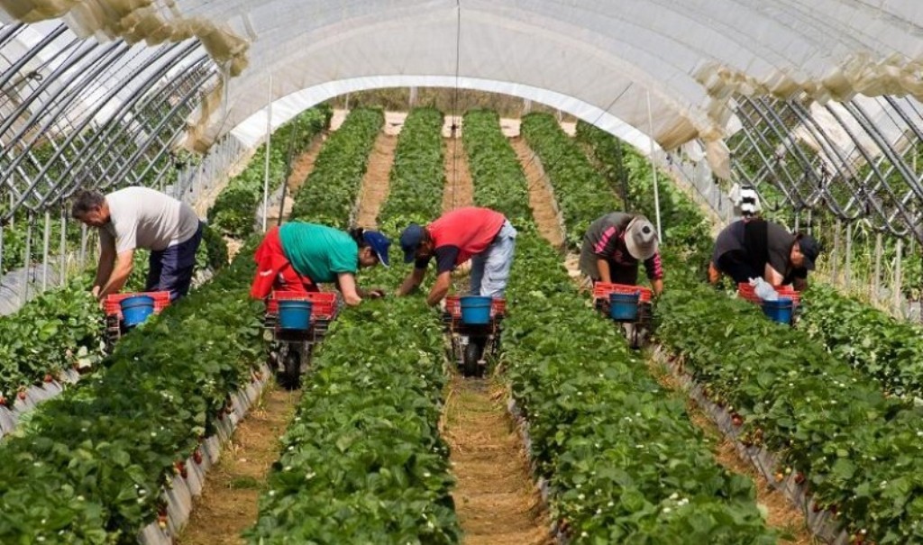 Covid-19: el Gobierno flexibiliza el traslado de los trabajadores a las fincas agrícolas