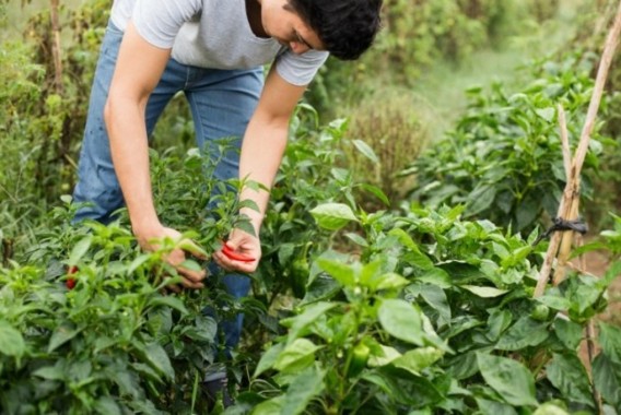 La UE abre una encuesta para evaluar las medidas de impulso del relevo generacional en la agricultura