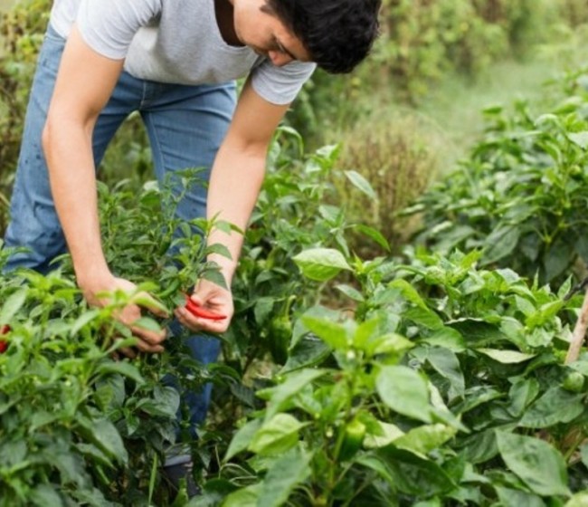 La UE abre una encuesta para evaluar las medidas de impulso del relevo generacional en la agricultura