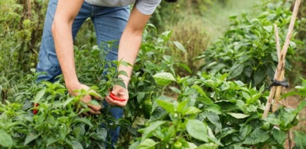 jovenes-agricultores