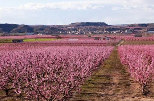 Afrucat solicita que no se detenga el suministro de materiales para la industria frutícola