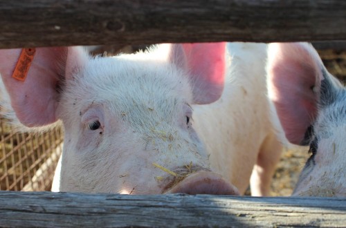 La industria española de sanidad y nutrición animal creció en 2019 un 3,67%