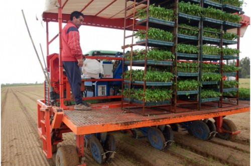 Los agricultores extremeños comienzan a plantar las 24.000 hectáreas dedicadas a tomate esta campaña