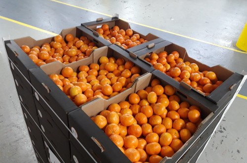 Covid-19: Los productores de mandarina Orri donan 1.000 kg de esta variedad al hospital de campaña de Ifema